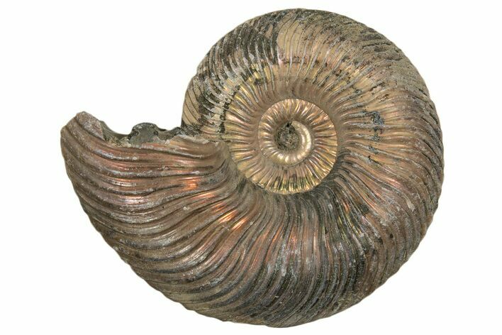 Iridescent, Pyritized Ammonite (Quenstedticeras) Fossil - Russia #337321